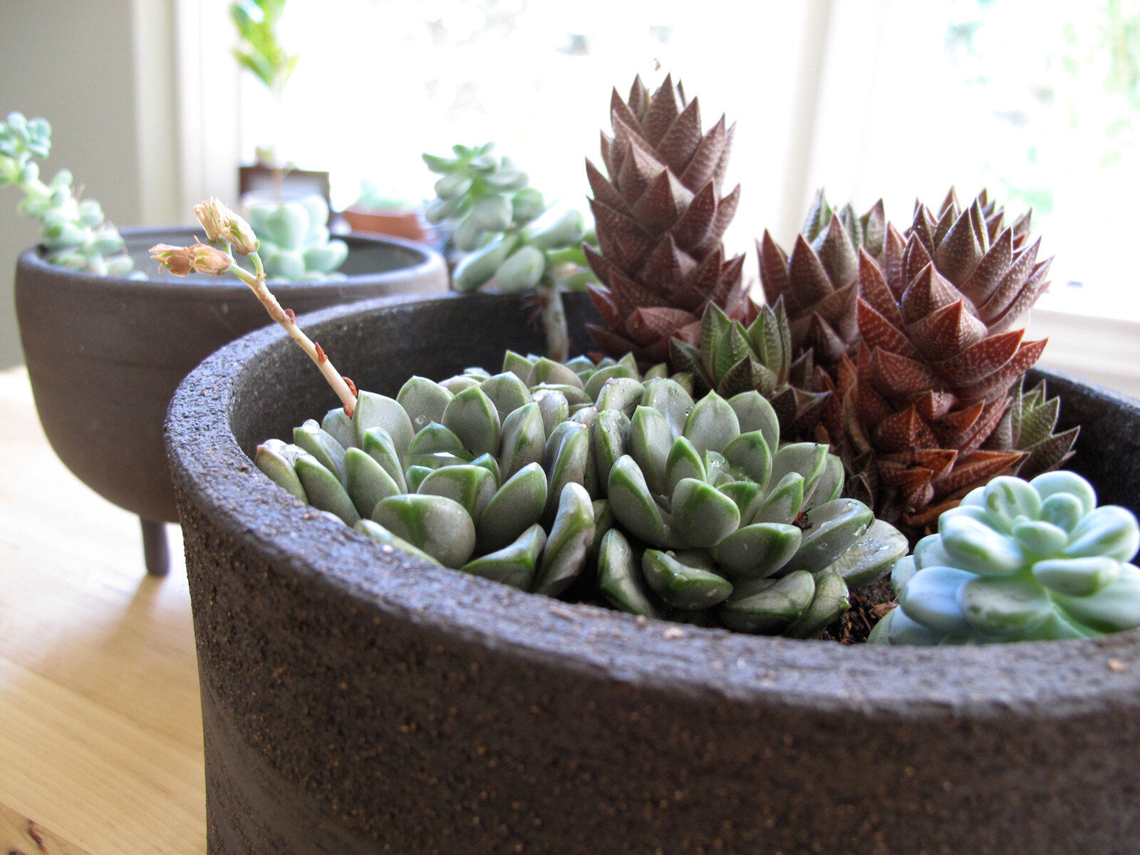 Succulents